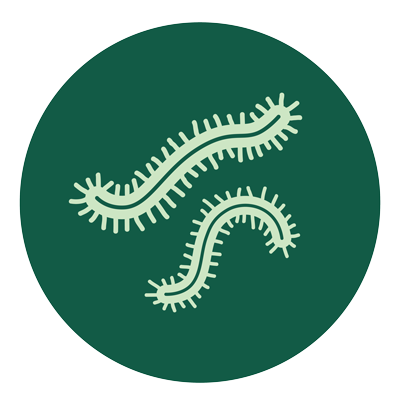Centipede icon