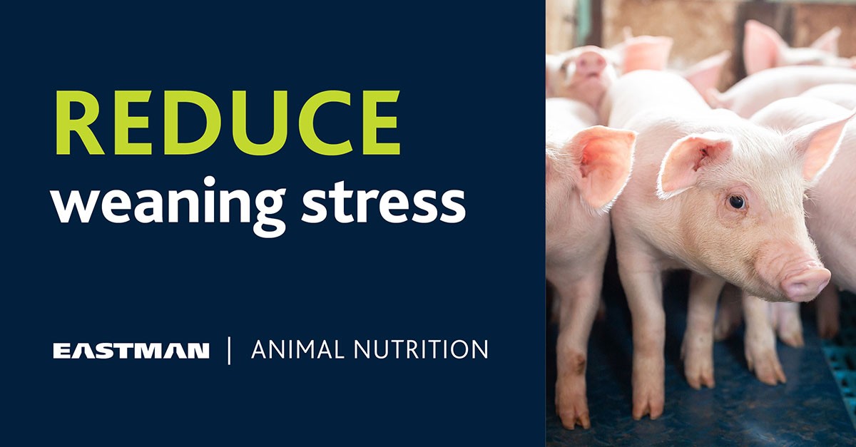 Reduce weaning stress Reduce weaning stress on your swine with Eastman animal nutrition