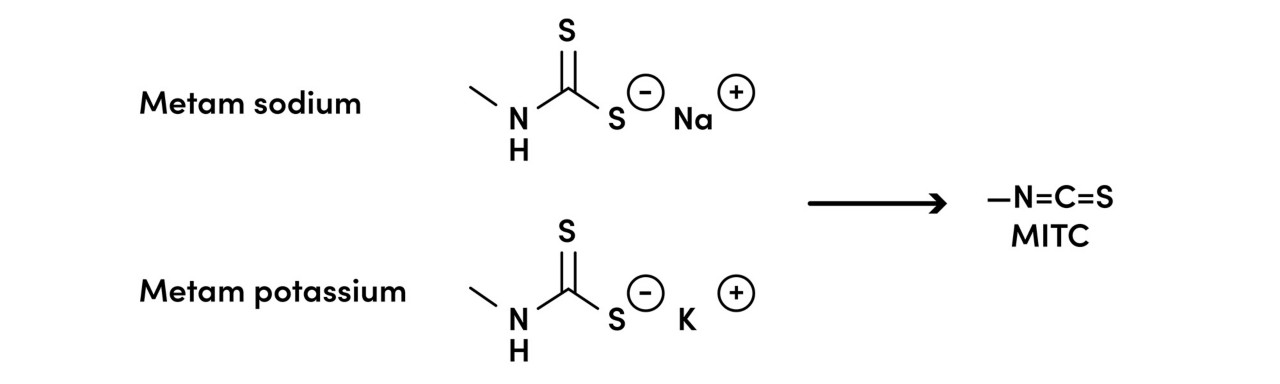 Chemical formula of active ingredient metam decomposing into methyl isothiocyanate (MITC) 