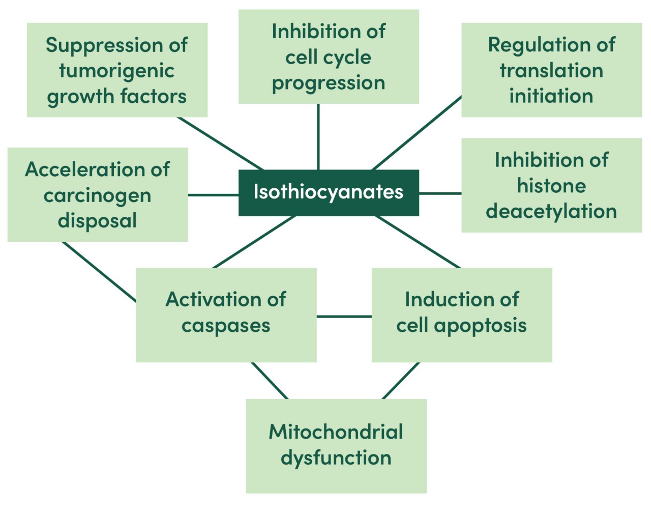  Pathways of documented ITC action in tumorigenic cells 